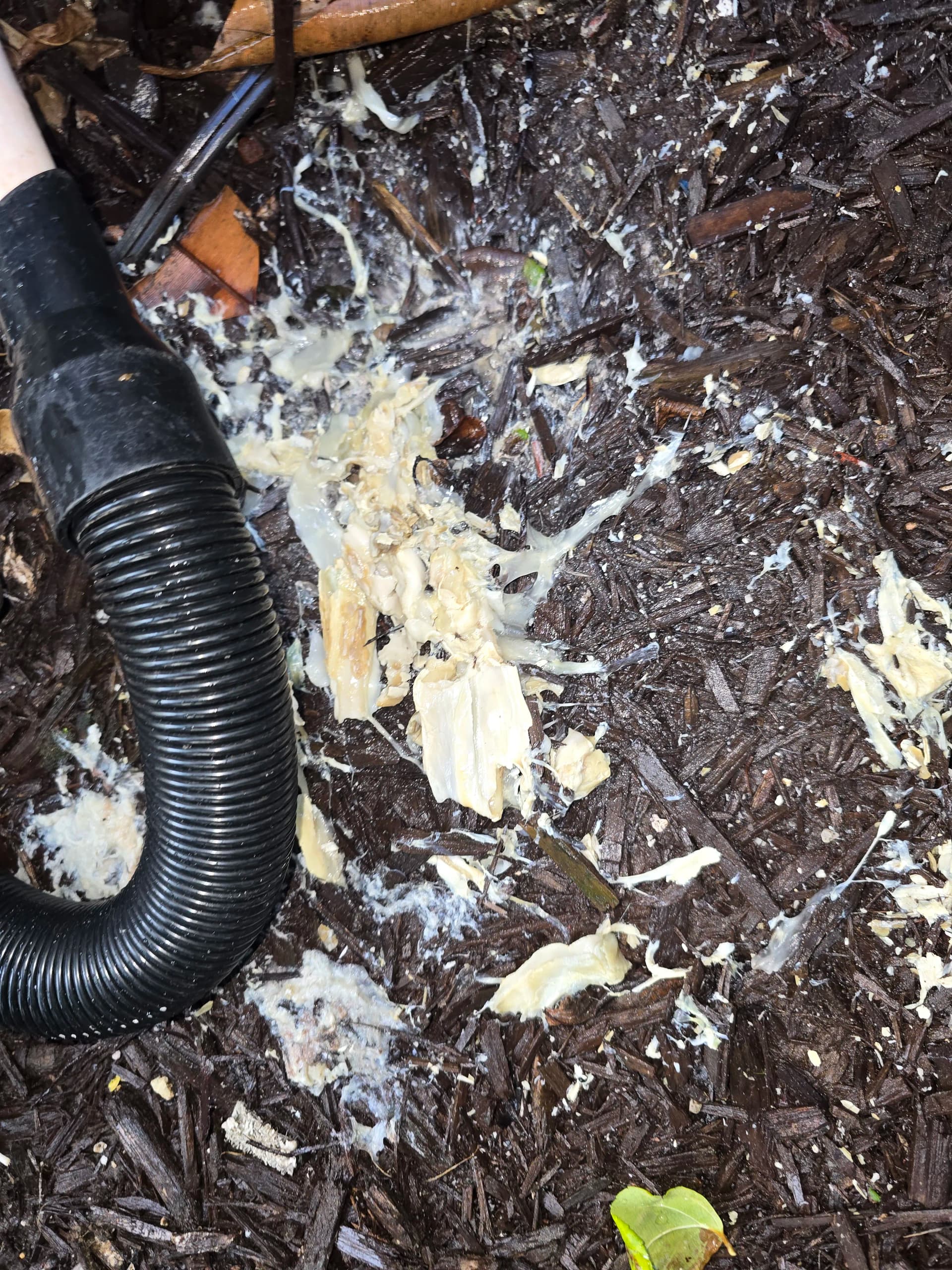 What a Clogged AC Drain Line Actually Looks Like image